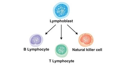 Diagram showing differentiation of lymphoblast into B lymphocyte, T lymphocyte, and NK cell
