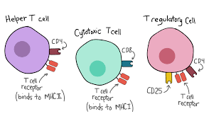Diagram of helper T cell, cytotoxic T cell, and regulatory T cell with CD markers