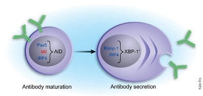 Diagram of antibody maturation and secretion