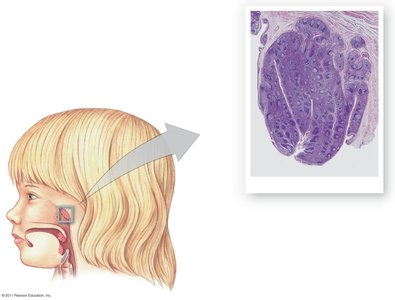 Diagram showing the location and histology of tonsils