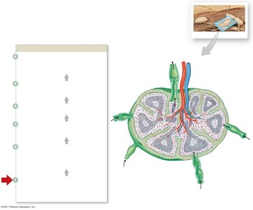 Diagram showing the path of lymph flow through a lymph node