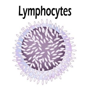 Illustration of a lymphocyte cell