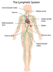 Labeled diagram of the lymphatic system with major nodes and ducts