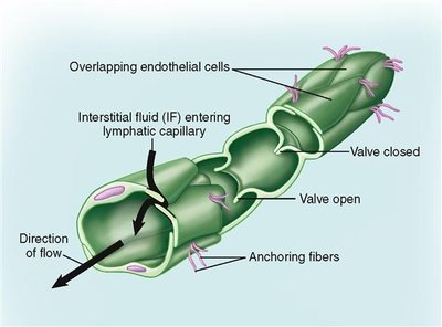 Diagram of lymphatic capillary structure with overlapping endothelial cells and one-way valves
