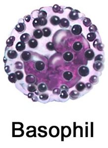 Basophil illustration