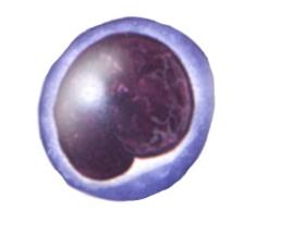 Lymphocyte illustration