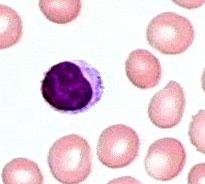 Microscopic view of lymphocyte