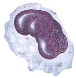 Monocyte illustration