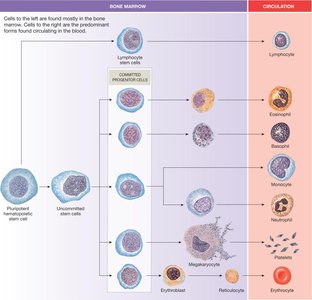 Hematopoiesis: blood cell development