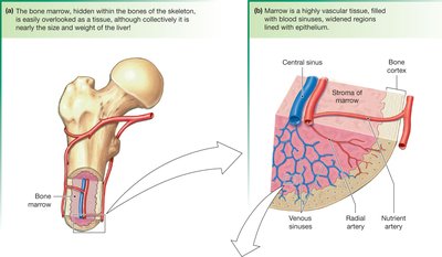 Bone marrow structure