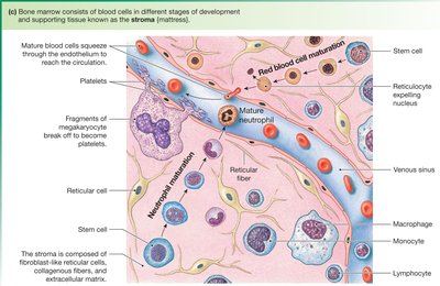 Bone marrow vascular tissue