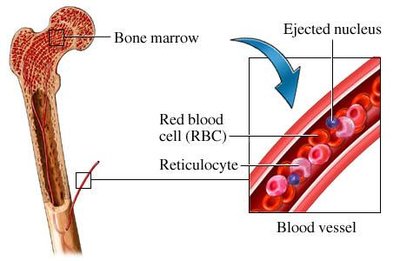 Reticulocyte maturation