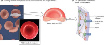 Erythrocyte structure