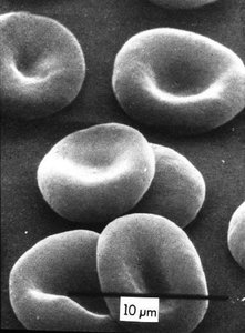 Microscopic view of erythrocytes