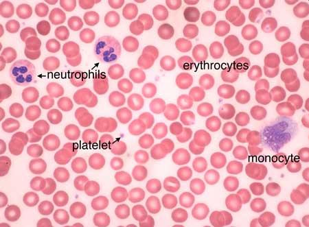 Erythrocytes: Microscopic View