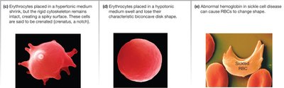 Erythrocytes, or red blood cells (RBCs)
