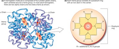 Hemoglobin structure