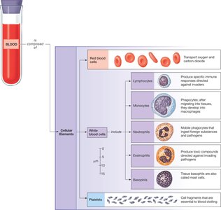 Composition of blood: red blood cells, white blood cells, platelets