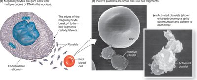 Iron metabolism and hemoglobin synthesis