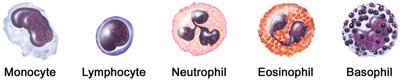 Types of white blood cells