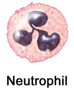 Neutrophil illustration