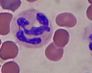 Microscopic view of neutrophil