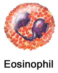 Eosinophil illustration