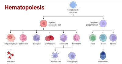Hematopoiesis: blood cell lineage diagram