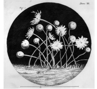 First depiction of a microorganism by Robert Hooke