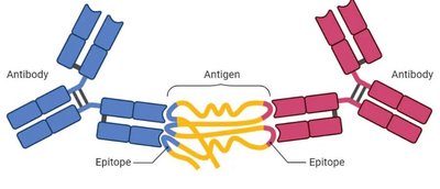 Antibody binding to antigen epitopes
