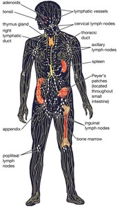 Anatomy of the Immune System: Lymphoid tissues and organs