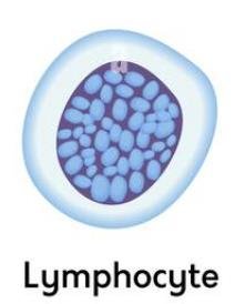 Lymphocyte cell illustration