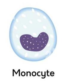 Monocyte cell illustration