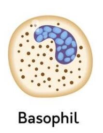 Basophil cell illustration