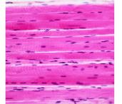 Skeletal muscle tissue under microscope
