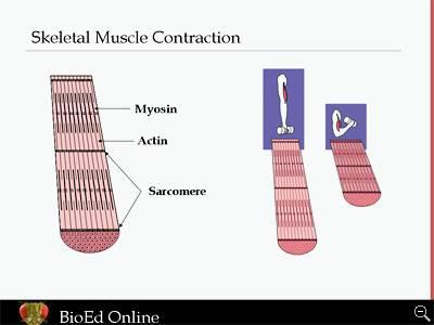 Diagram of sarcomere structure and contraction