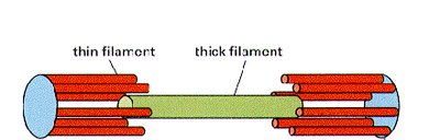 Diagram of actin and myosin filaments