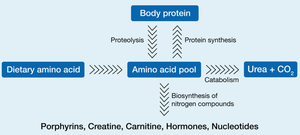 Amino acid pool diagram