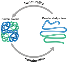 Protein denaturation diagram