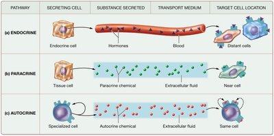 Diagram of endocrine, paracrine, and autocrine signaling pathways