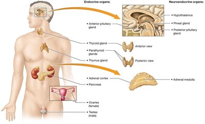 Diagram of endocrine and neuroendocrine organs