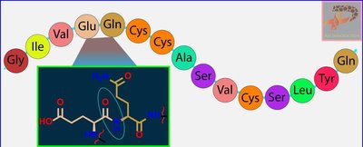 Diagram of peptide hormone structure