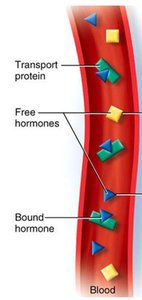 Diagram of free and bound hormone transport in blood