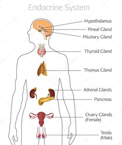 Diagram of the human endocrine system with labeled glands