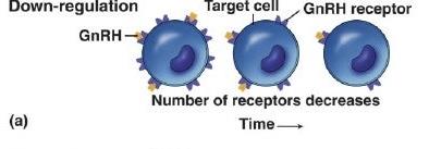 Diagram of downregulation of hormone receptors