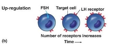 Diagram of upregulation of hormone receptors