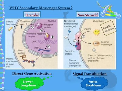 Diagram of steroid vs. non-steroid hormone action