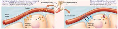 Diagram of hormonal stimulation