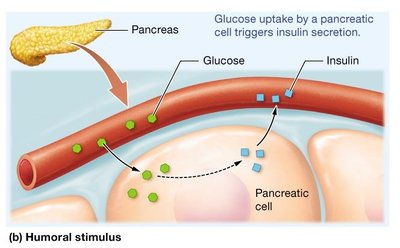 Diagram of humoral stimulus for insulin secretion