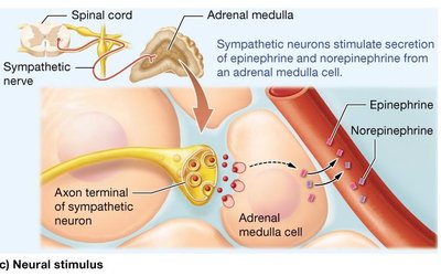 Diagram of neural stimulus for adrenal medulla
